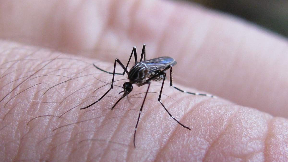 Aumentaron los casos de dengue en todo el país. Fuente: (Provincia de Buenos Aires).