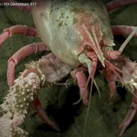 Las impresionantes criaturas que encontró el Conicet en Mar del Plata