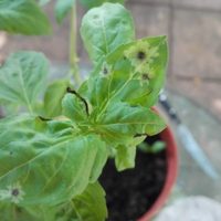 Por qué aparecen estas manchas en mis plantas y cómo combatirlas