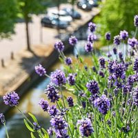 Ni lavanda ni rosas: la planta de pocos cuidados que es ideal para decorar y perfumar tu terraza al mismo tiempo