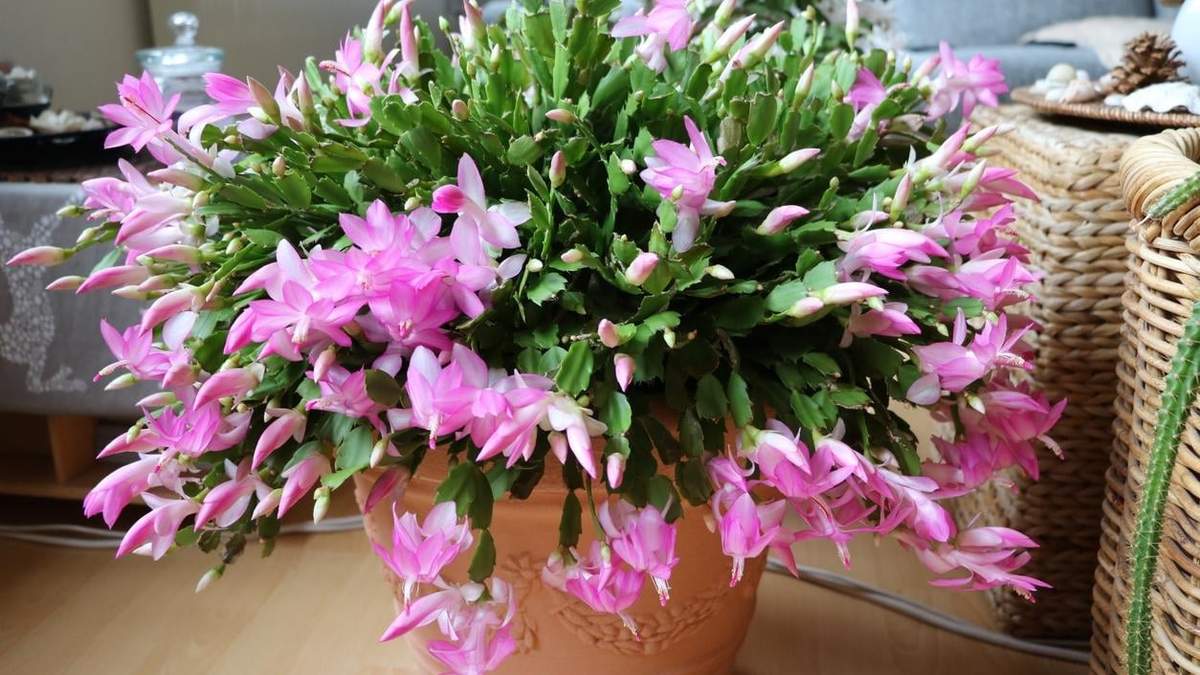 Cactus. Fuente: (Instagram)