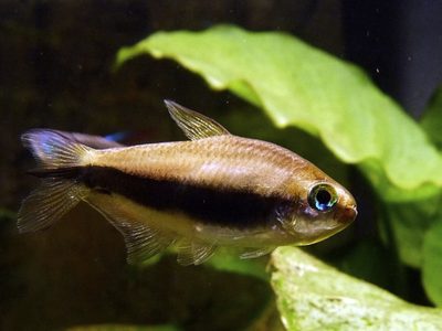 Una ONG de Río Negro busca proteger a la mojarra desnuda
