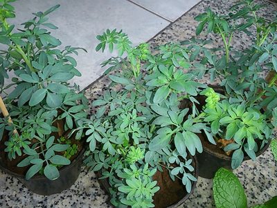 La planta considerada "mágica" y que no puede faltar en tu casa