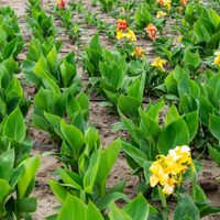 Longeva y llena de color: la planta que resiste el paso del tiempo si la cuidás bien en invierno