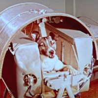 Se cumplen 64 años del primer ser vivo espacial: la perra Laika