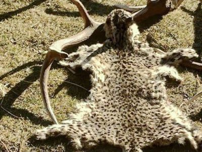 Alerta por hallazgo de cuero de gato montés en Villa Meliquina