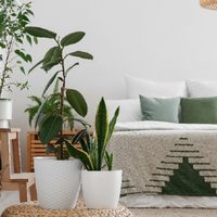 La planta que tiene grandes beneficios para ayudarte a dormir mejor y quizá ni lo sabías