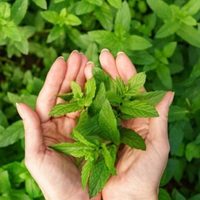 La planta muy buscada que crece rápidamente en tu jardín y que es un tesoro para la salud