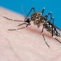 Se registró el primer caso de dengue en Entre Ríos e investigan si se trata de un caso autóctono