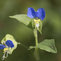 No la arranques: la planta que crece muy rápido, la confunden con maleza, pero tiene poderosos beneficios