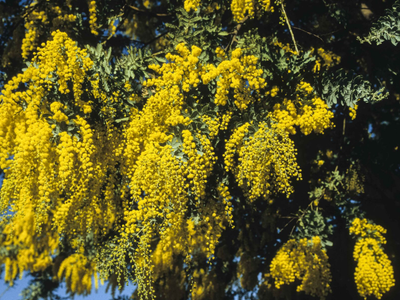 Las razones por las que deberías tener una acacia baileyana en tu jardín y cómo cuidarla