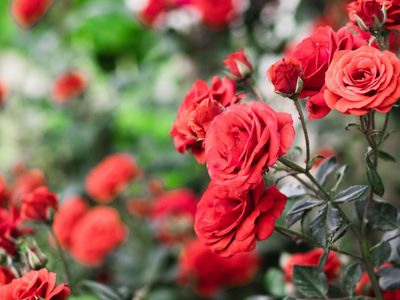 El truco de los jardineros para que las Rosas florezcan todo el año