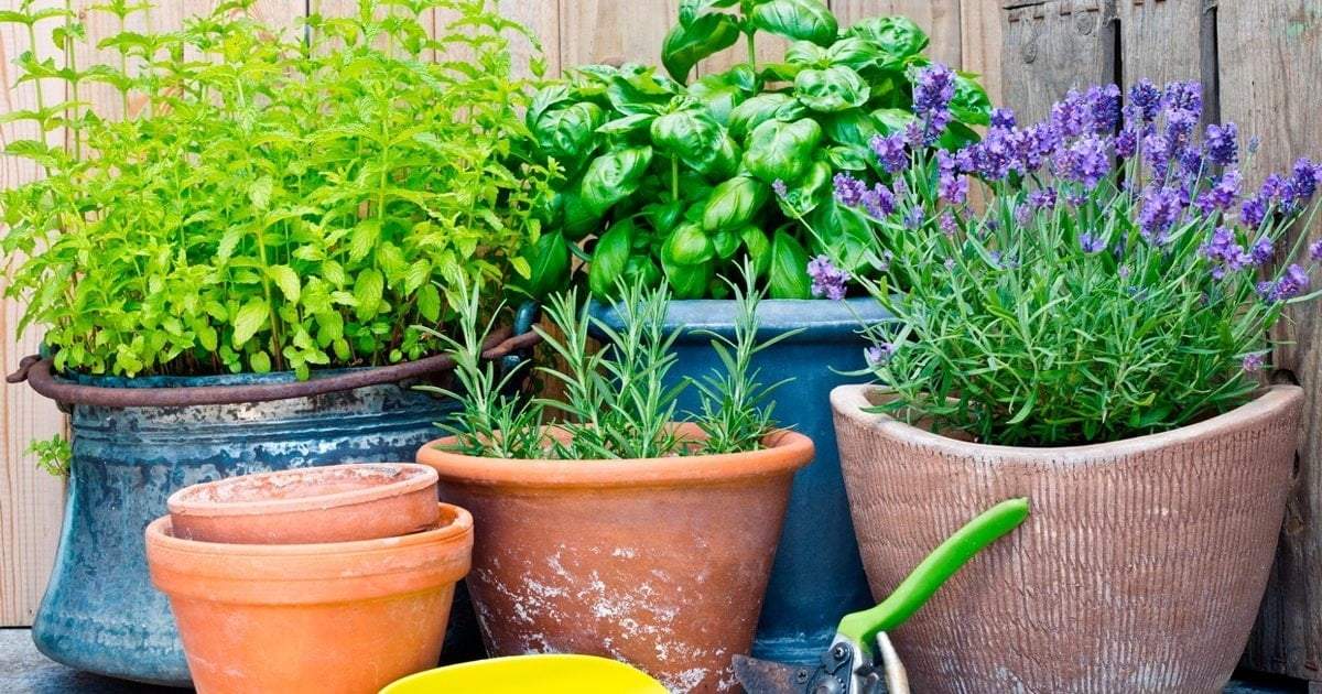 Plantas. Fuente: (Instagram).