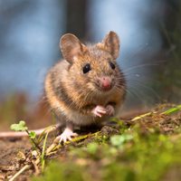 Mantené a las ratas lejos de tu casa con estos trucos simples, baratos y naturales