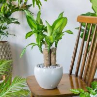 6 plantas de interior que se cuidan solas y le dan a tu hogar un aire sofisticado