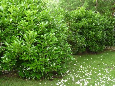 Se banca todo: la planta con flores hermosas y perfume duradero que no puede faltar en tu jardín
