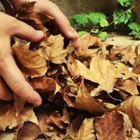Guardá las hojas secas: mirá esta decoración hermosa y de bajo presupuesto para Halloween