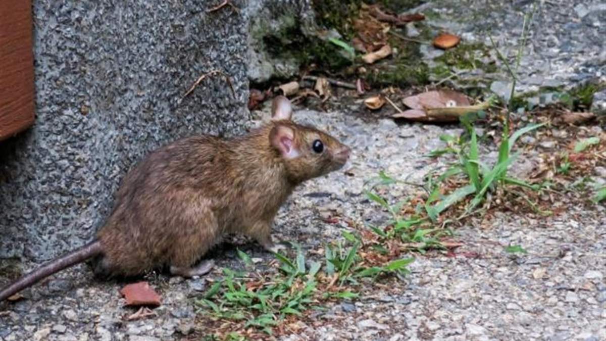 Los roedores transmiten el hantavirus. Fuente: (Twitter)