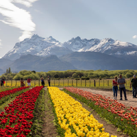 Más de un millón de flores: Trevelin, una ciudad inundada de colores
