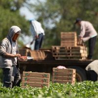 Petición a EU sobre trato laboral a migrantes, sin relación con conflicto en Silao: AMLO