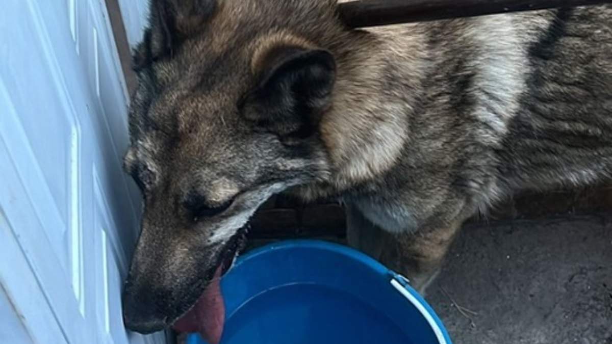 Lobo capturado en la GAM