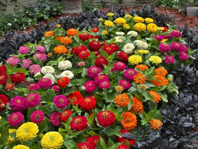 La planta que, si ves en el piso, no deberías pisar: transplantala y tu jardín te lo va a agradecer