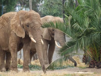 Las elefantas Gipsy y Ely se acoplan con éxito tras convivir 10 meses en San Juan de Aragón