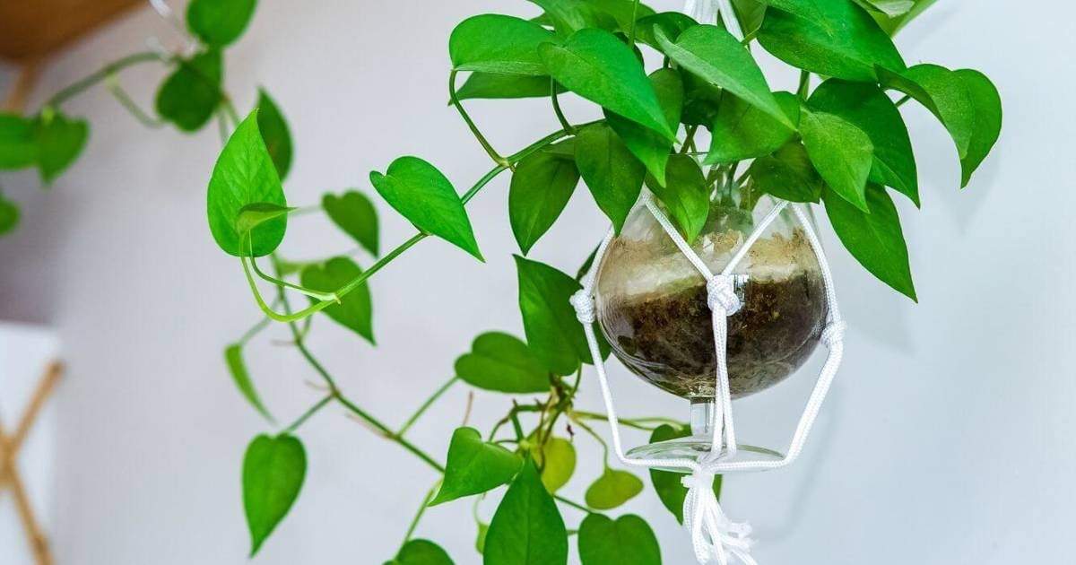 Plantas. Fuente: (Clara)