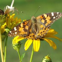 Inmortal y fácil de cuidar: la planta que florece todo el año y atrae muchas mariposas a tu jardín