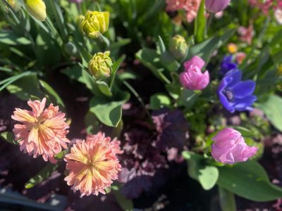 Las plantas de moda que crecen en macetas o jardín y regalan las flores más hermosas de toda la primavera