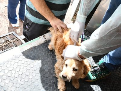 El socialismo propuso la creación del Registro Único Digital de Animales de Compañía