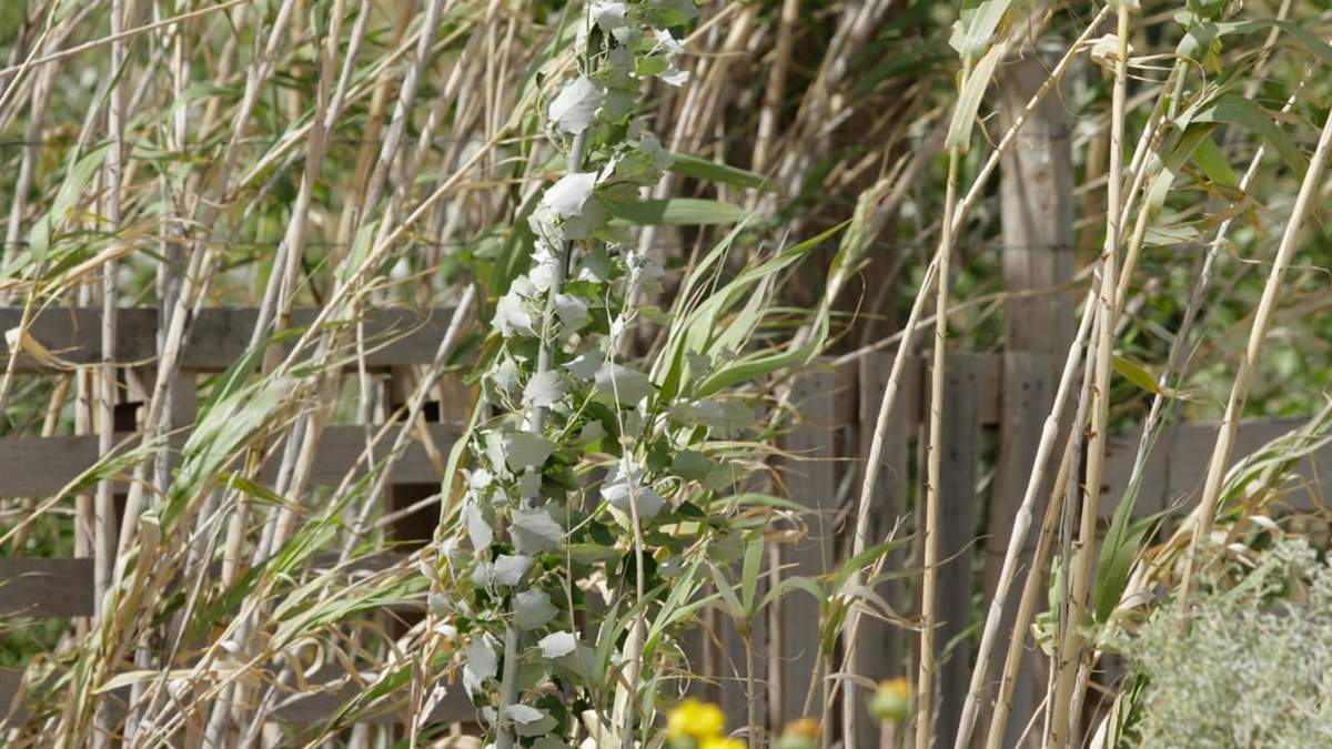 El viento zonda mendocino afectará a una parte de Neuquén. Fuente: (Emiliano Ortiz)
