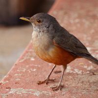 Curiosidades del zorzal, el pájaro autóctono más madrugador