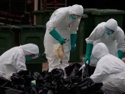 Estado de calamidad en Filipinas: Casos de gripe aviar en medio de la pandemia de coronavirus