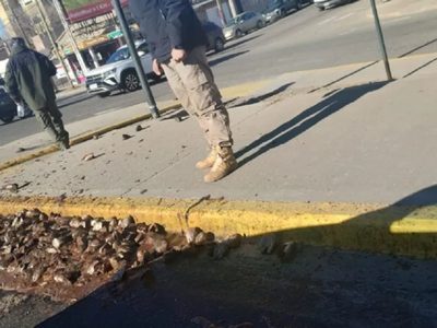 Encontraron al responsable de las cabezas de truchas desparramadas en la avenida Mosconi