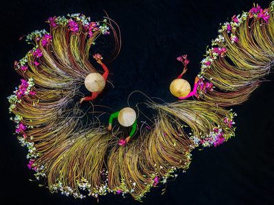 La belleza de la cosecha de nenúfares en Vietnam