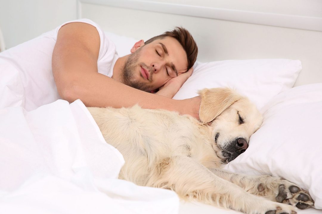 Día Mundial del Perro  Qué dice la ciencia sobre dejar que tu mascota duerma contigo (2)