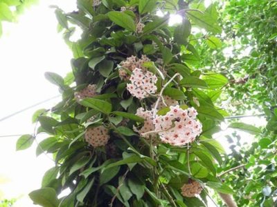La llamativa planta cuyas flores parecen de plástico y tiene un increíble aroma: claves para su cuidado y mantenimiento