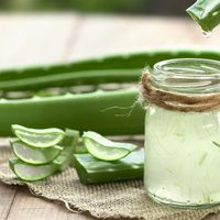 La valiosa planta que tiene miles de propiedades, resiste todo y que podés tener en maceta en cualquier lugar