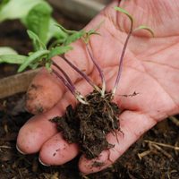 Cómo usar restos de verdura para un compost