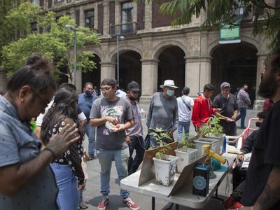 El gobierno respetará decisión de la Corte sobre uso lúdico de la mariguana: AMLO