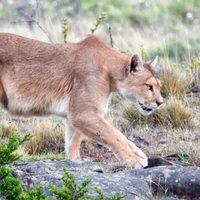 Avistaron otro puma, ahora en el Parque Nacional Lanín