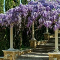 La planta trepadora que crece bastante rápido para llenar tu jardín de flores en primavera