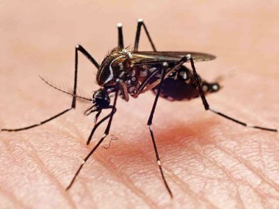 Confirmaron el primer caso autóctono de dengue en la Ciudad de Buenos Aires
