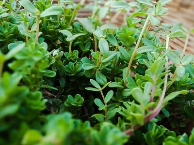 Las hojas de esta planta comestible que solés tirar y no sabes que contienen muchísima vitamina