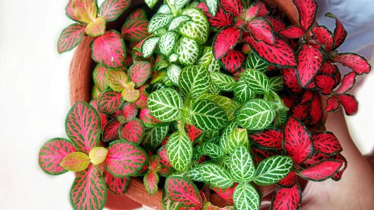 Plantas. Fuente: (X)