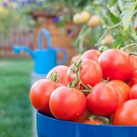 Cómo cultivar tu planta de tomate con éxito para que siga dando los más jugosos y ricos frutos