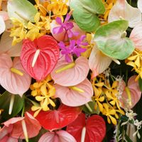 El secreto de los viveros para que el Anturio tenga sus hojas verdes y se llene de exóticas flores