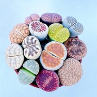 Piedras vivas: conocé estas hermosas suculentas que necesitás tener en tu hogar