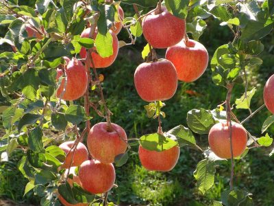 Toyota desarrolla manzanas con técnicas sustentables